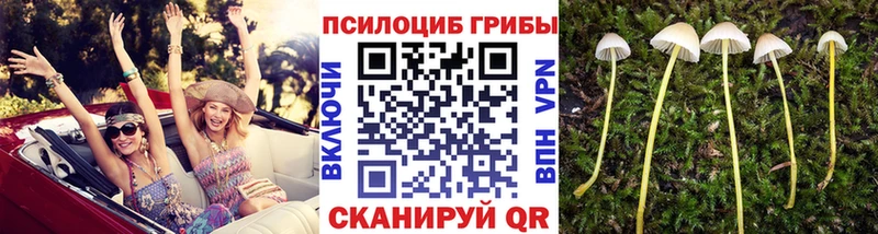 Псилоцибиновые грибы MAGIC MUSHROOMS  купить наркотики сайты  Магас 